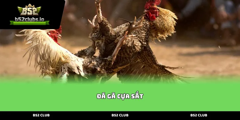 Giới thiệu tổng quan về Đá Gà Cựa Sắt B52