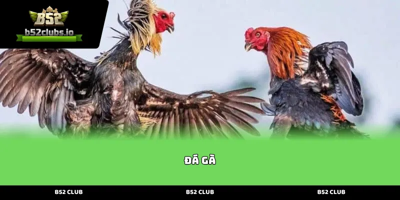 Giới thiệu tổng quan về sảnh cược Đá Gà chuyên nghiệp